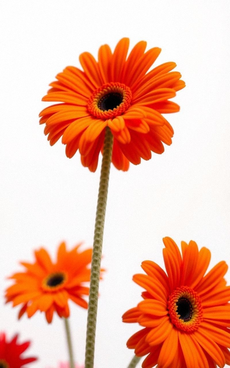 Bright Felt Gerbera Daisy With Radiant Petals