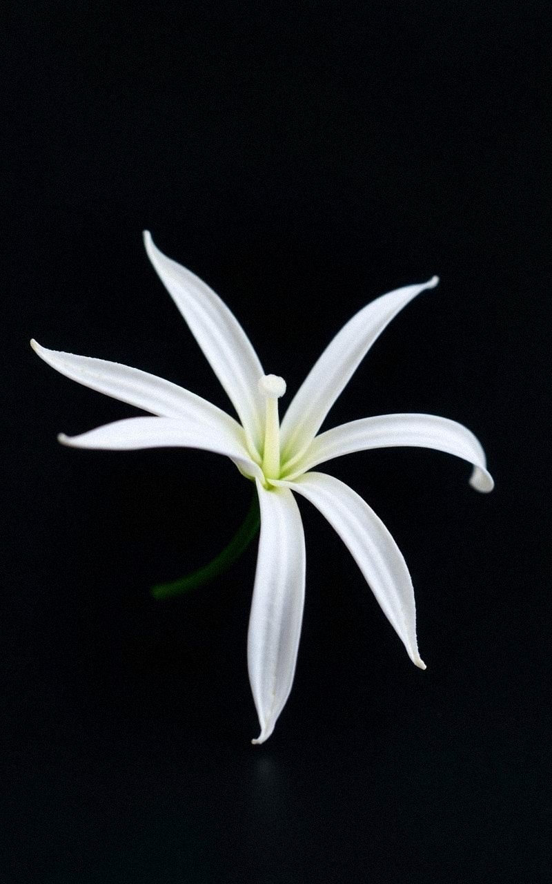 Minimalist Felt Lily With Sleek Petal Design