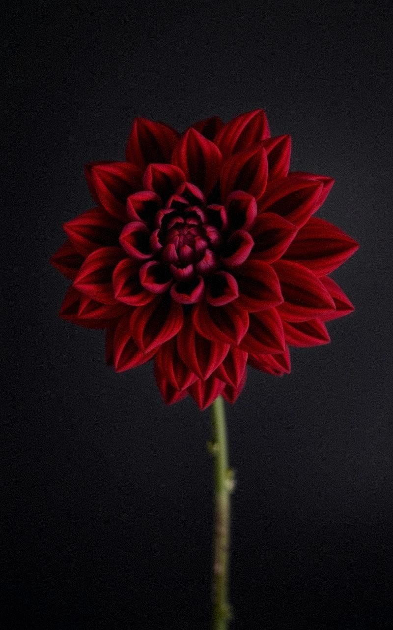Textured Felt Dahlia With Layered Petal Design