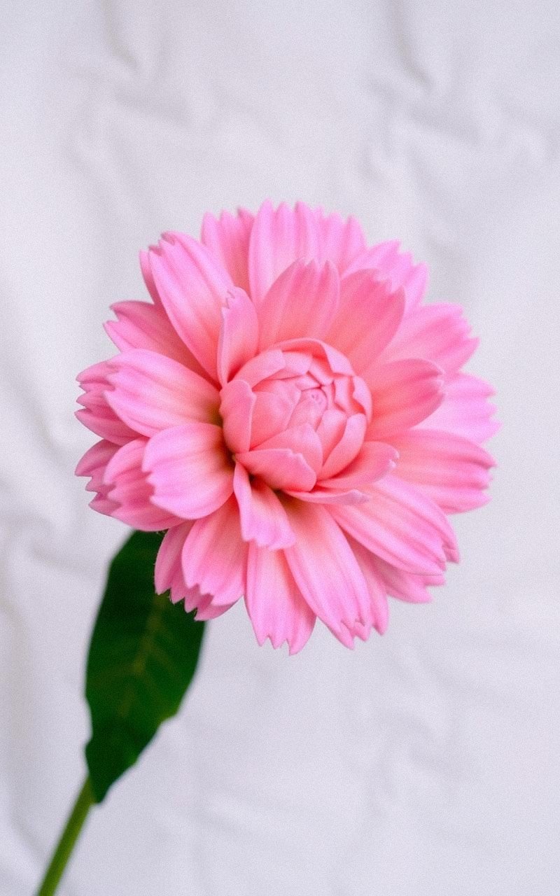 Vibrant Felt Zinnia With Textured Petal Layers