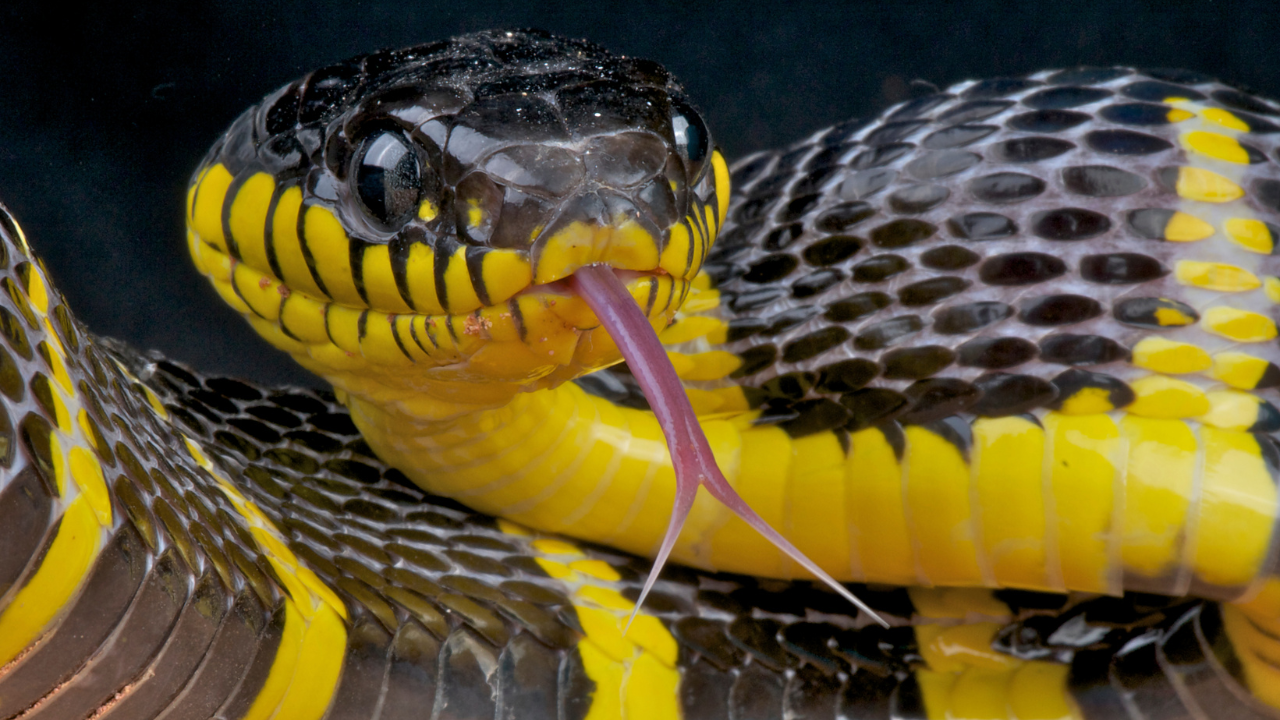 What Do Dreams About Yellow Snakes Mean? Dreams Genius